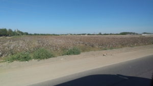 karakalpakstan view from wagon