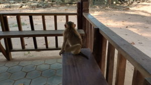 angkor thom monkeys