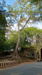 angkor thom north gate tree