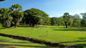 landscape near angkor wat1