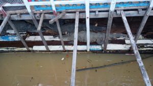 mangrove forest crocodiles