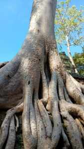 ta prohm big tree2