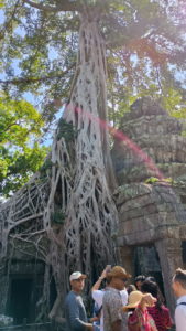 ta prohm center tree