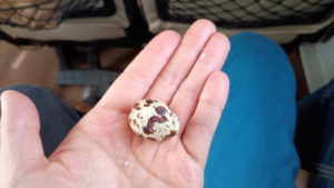 vireak buntham express egg