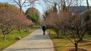 mingxiaoling meihuagu2