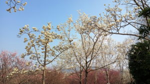 mingxiaoling meihuagu3