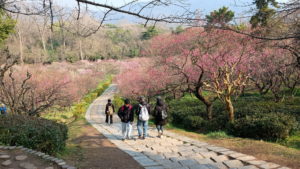 mingxiaoling meihuashan