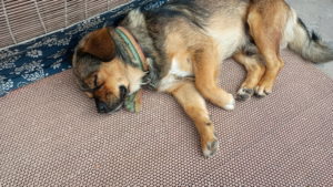 pingyao dumenjiadikezhan dudu2