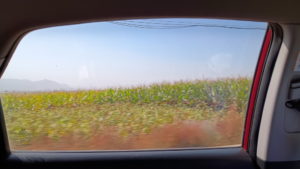 cornfield landscape1