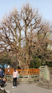 dujiangyan zhangsongyinxing